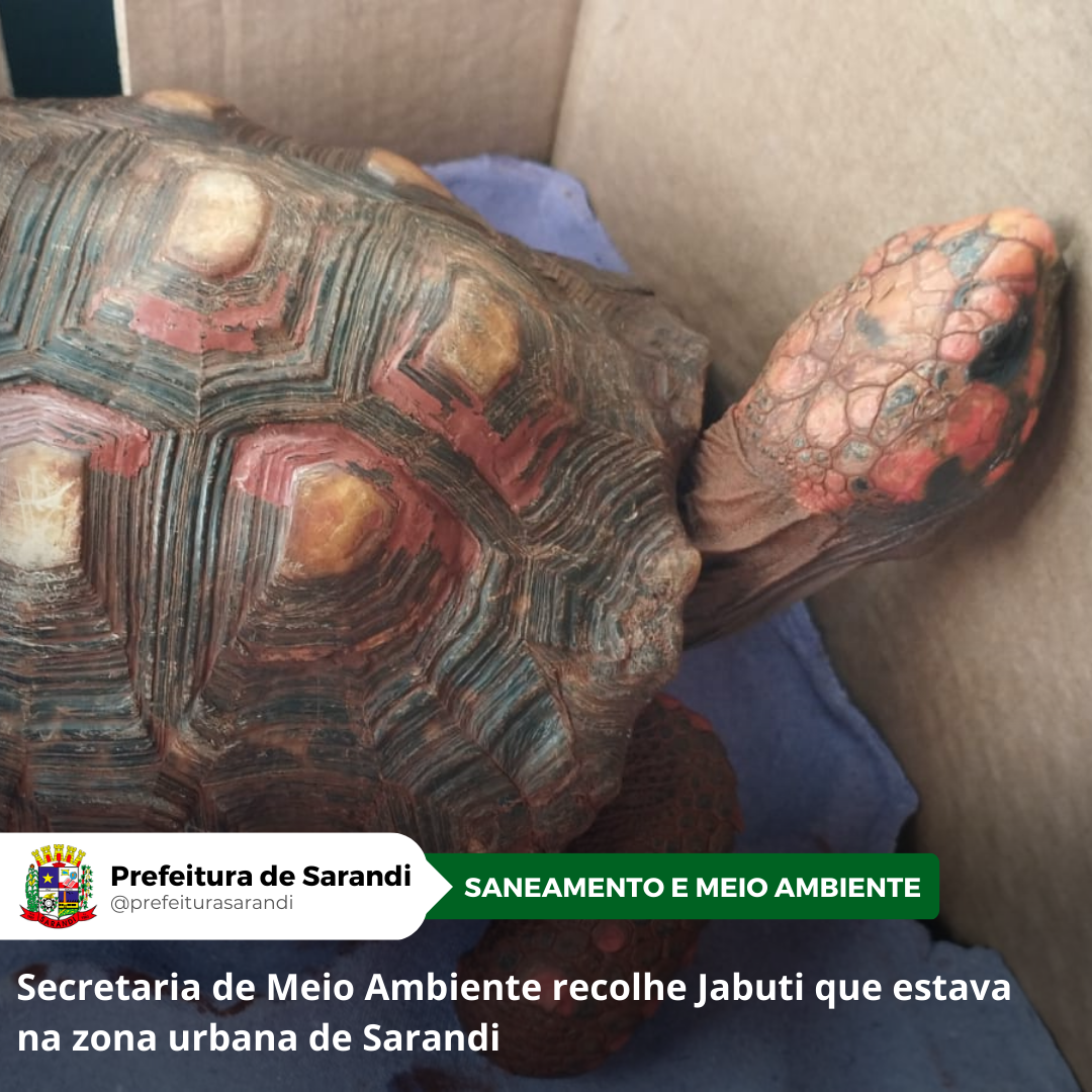 Secretaria de Meio Ambiente recolhe Jabuti que estava na zona urbana de Sarandi